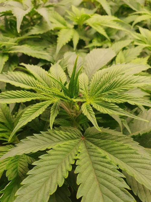 Zillions 💵 - Barney's Farm. Week 7