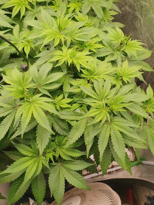 Zillions 💵 - Barney's Farm. Week 7