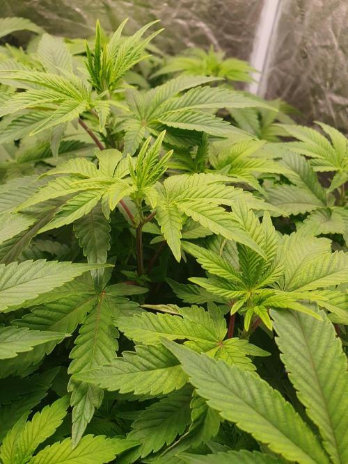 Zillions 💵 - Barney's Farm. Week 7