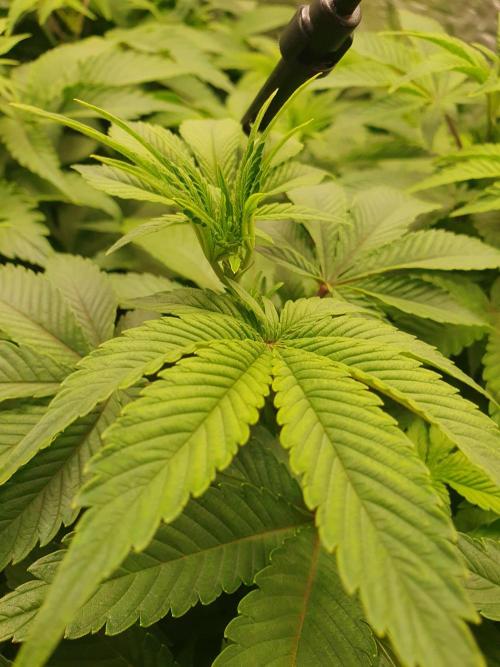 Zillions 💵 - Barney's Farm. Week 7