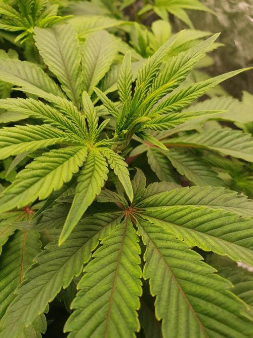 Zillions 💵 - Barney's Farm. Week 7