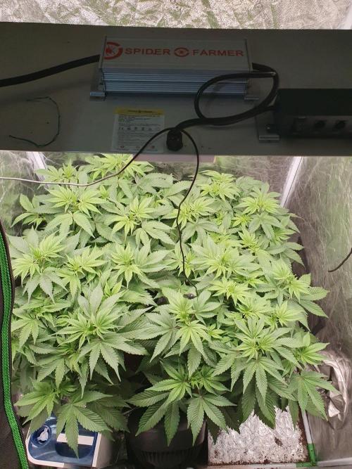 Zillions 💵 - Barney's Farm. Week 7