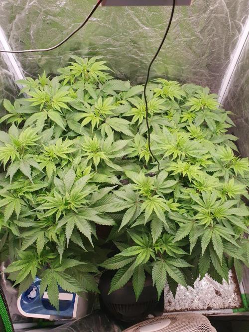 Zillions 💵 - Barney's Farm. Week 7