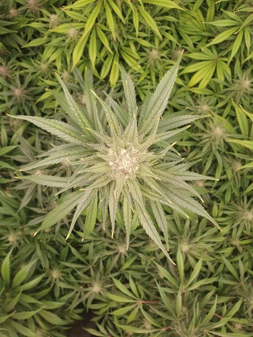 Strawberry Gorilla Auto. Week 10