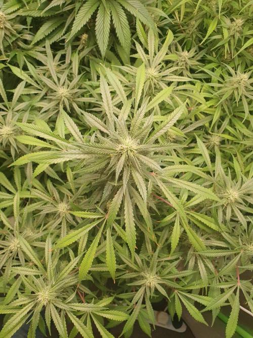 Strawberry Gorilla Auto. Week 10