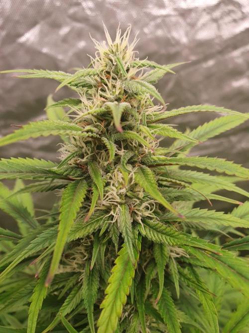 Strawberry Gorilla Auto. Week 10