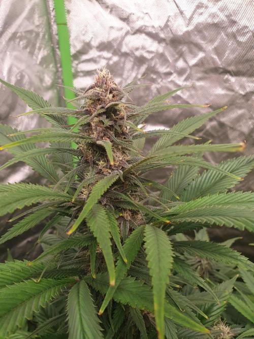 Strawberry Gorilla Auto. Week 10