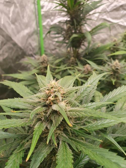 Strawberry Gorilla Auto. Week 10