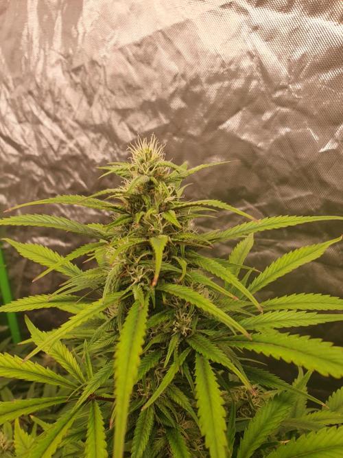 Strawberry Gorilla Auto. Week 10