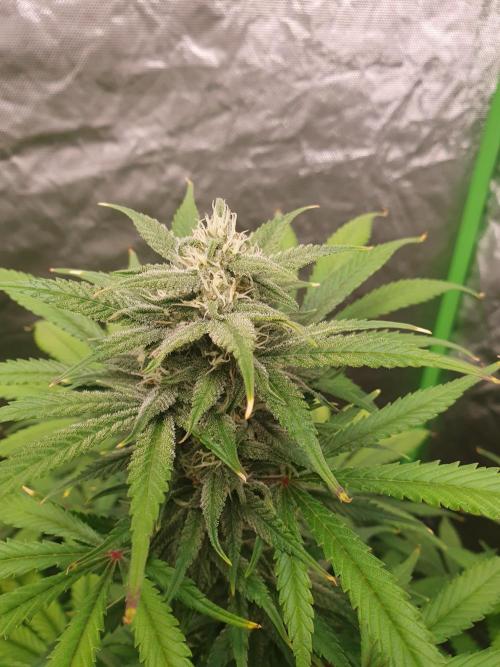 Strawberry Gorilla Auto. Week 10