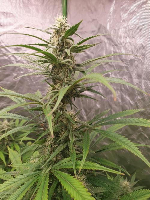 Strawberry Gorilla Auto. Week 10