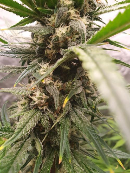 Strawberry Gorilla Auto. Week 10