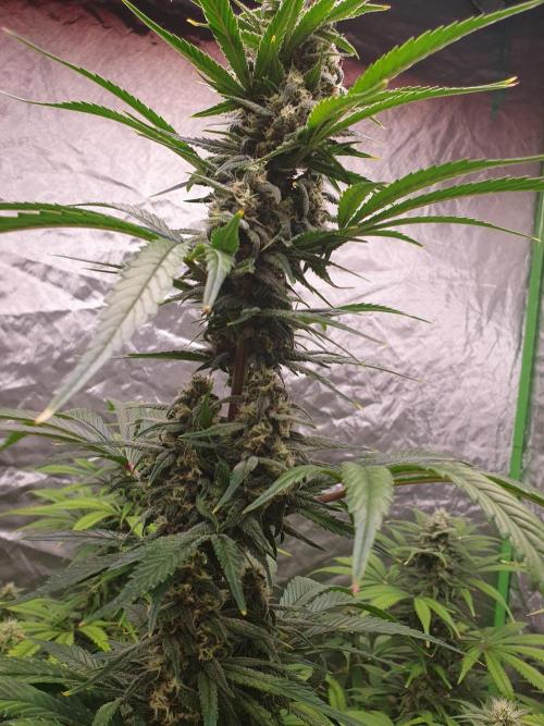 Strawberry Gorilla Auto. Week 10
