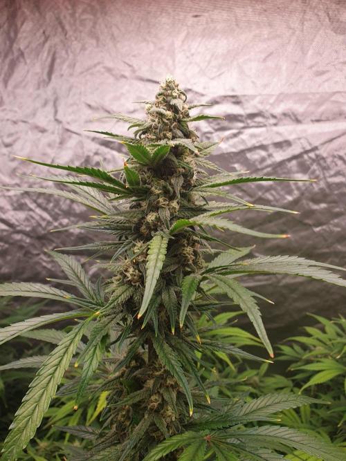 Strawberry Gorilla Auto. Week 10