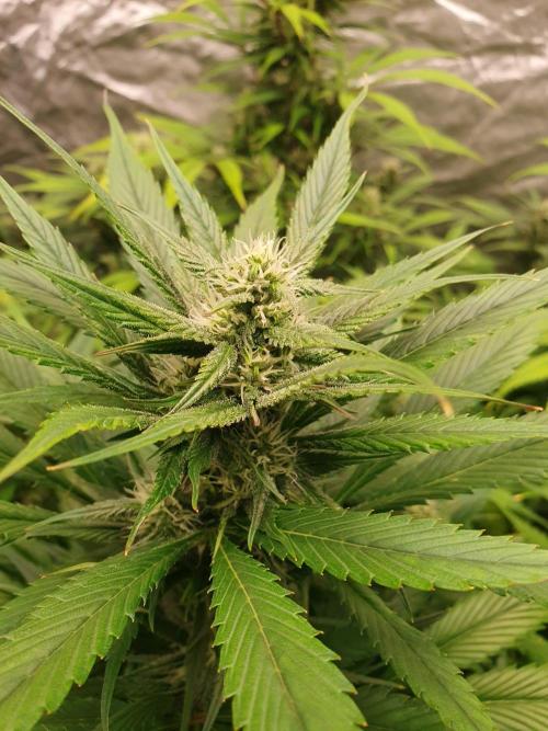 Strawberry Gorilla Auto. Week 10