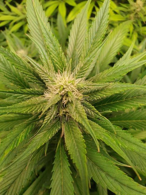 Strawberry Gorilla Auto. Week 10