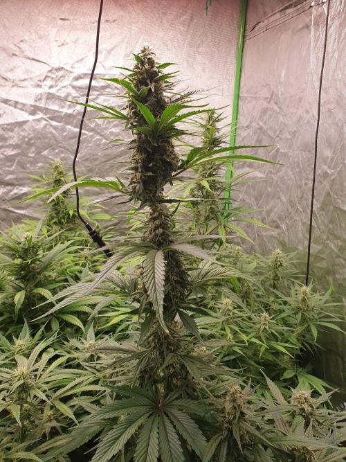 Strawberry Gorilla Auto. Week 10