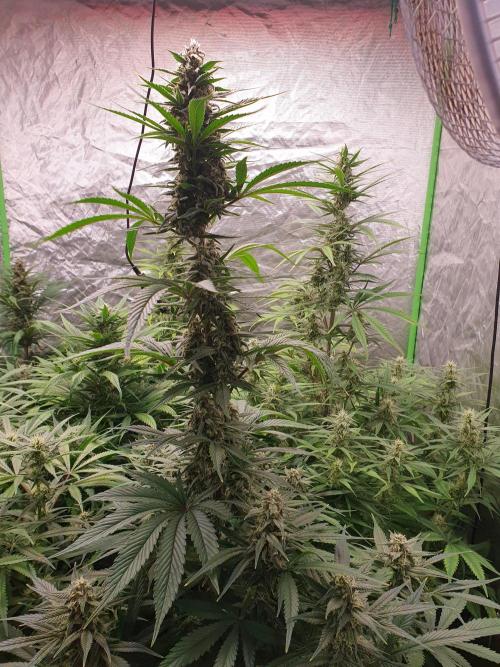 Strawberry Gorilla Auto. Week 10