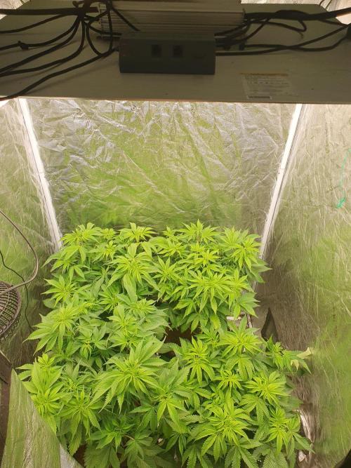Zillions 💵 - Barney's Farm. Week 8