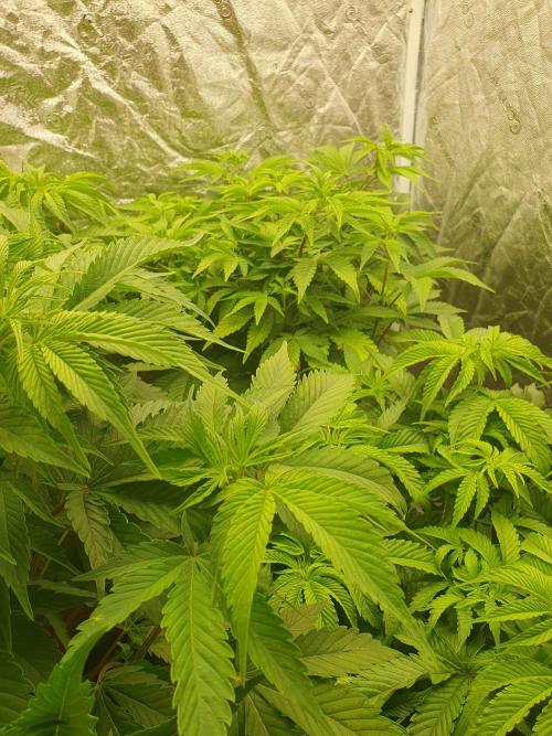 Zillions 💵 - Barney's Farm. Week 8