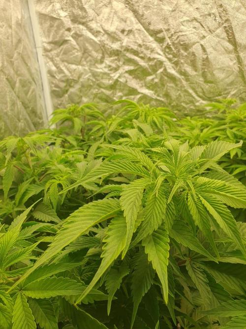 Zillions 💵 - Barney's Farm. Week 8