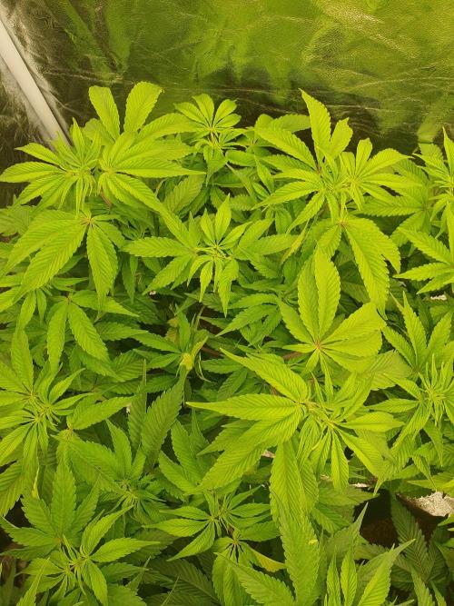 Zillions 💵 - Barney's Farm. Week 8