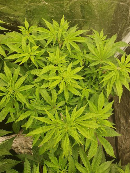 Zillions 💵 - Barney's Farm. Week 8