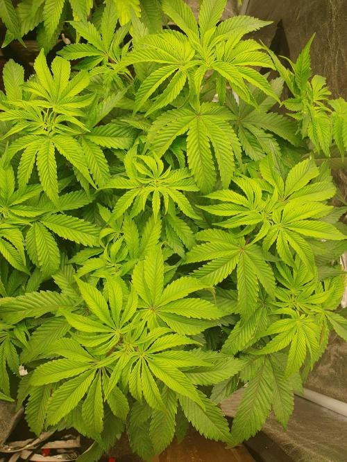 Zillions 💵 - Barney's Farm. Week 8