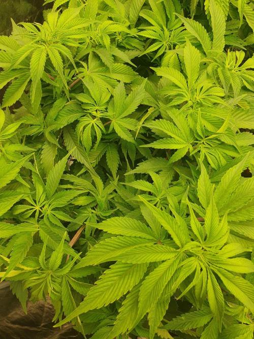 Zillions 💵 - Barney's Farm. Week 8
