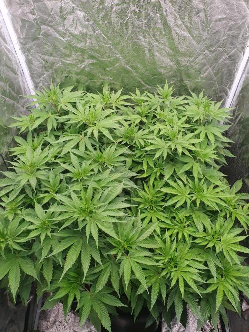 Zillions 💵 - Barney's Farm. Week 8 - 09/03/26