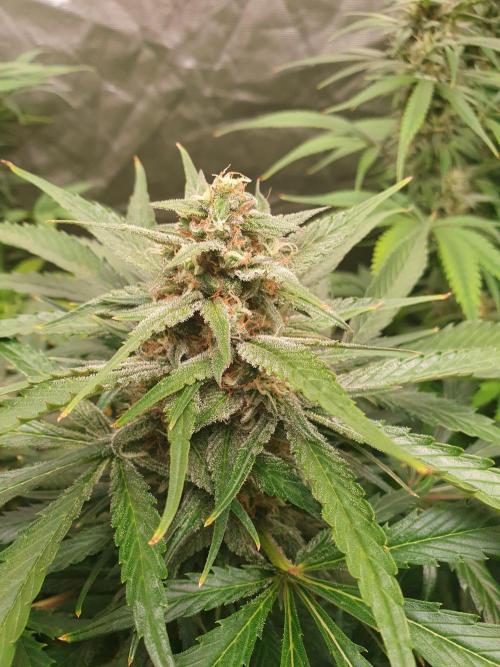 Strawberry Gorilla Auto. Week 11