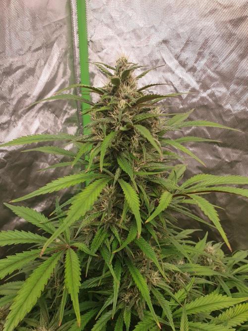 Strawberry Gorilla Auto. Week 11