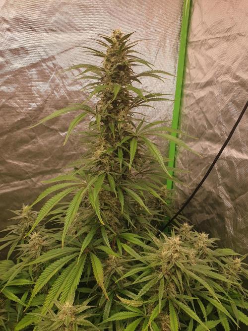 Strawberry Gorilla Auto. Week 11