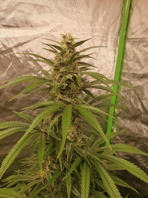 Strawberry Gorilla Auto. Week 11