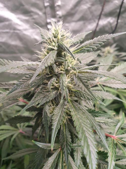 Strawberry Gorilla Auto. Week 11