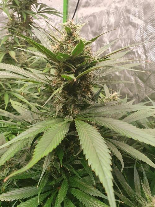 Strawberry Gorilla Auto. Week 11