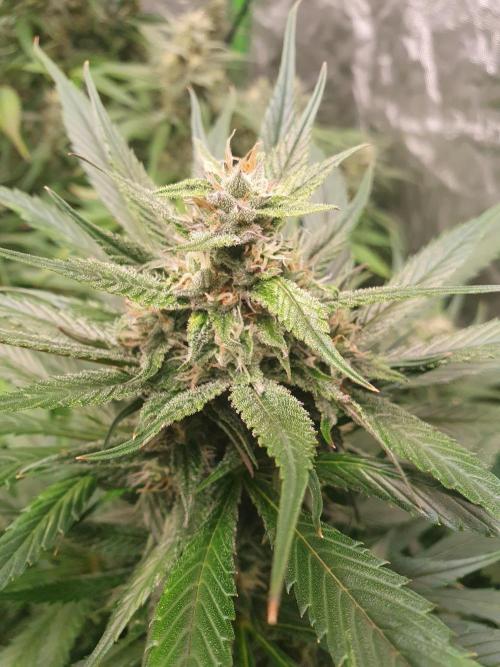 Strawberry Gorilla Auto. Week 11