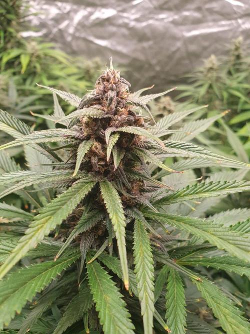 Strawberry Gorilla Auto. Week 11