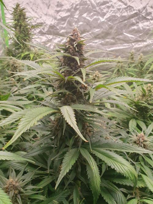 Strawberry Gorilla Auto. Week 11