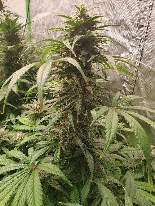 Strawberry Gorilla Auto. Week 11