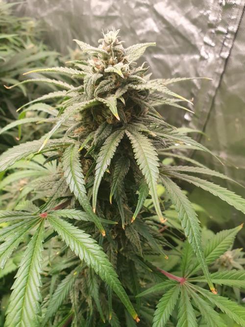Strawberry Gorilla Auto. Week 11