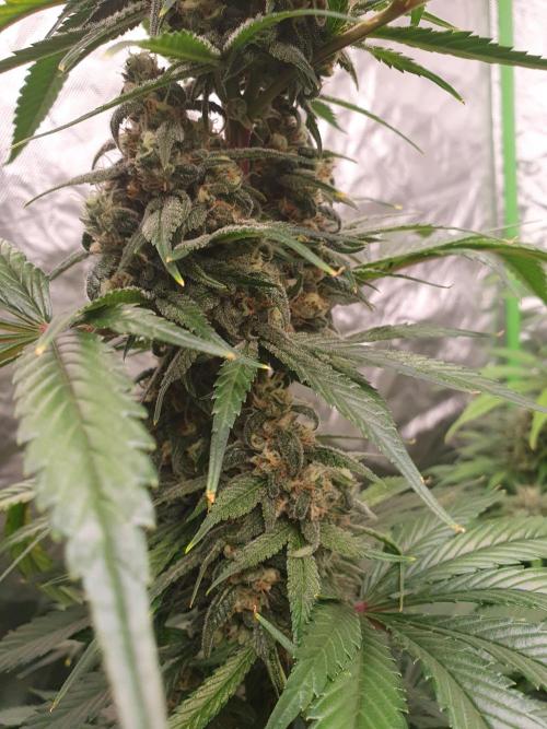 Strawberry Gorilla Auto. Week 11