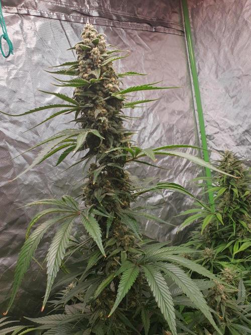 Strawberry Gorilla Auto. Week 11