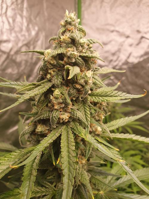 Strawberry Gorilla Auto. Week 11