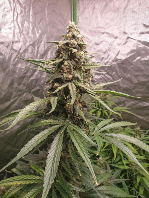 Strawberry Gorilla Auto. Week 11