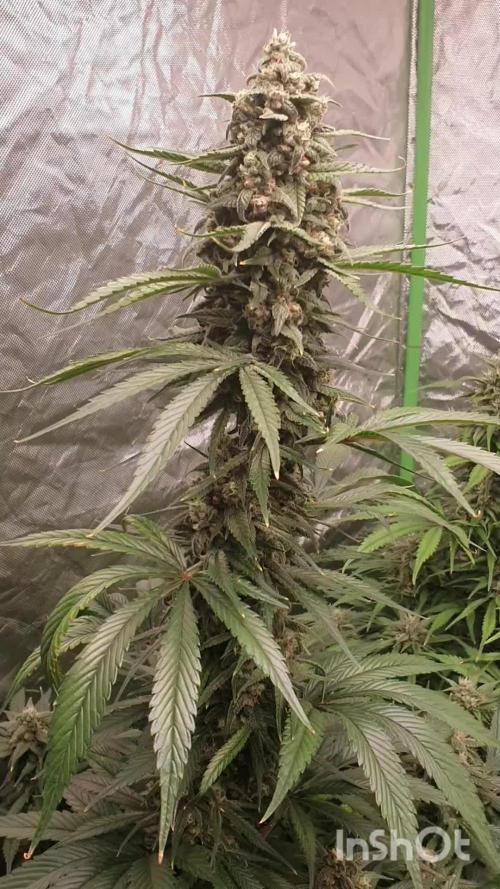 Strawberry Gorilla Auto