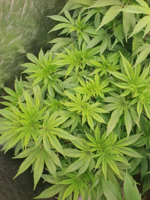 Zillions 💵 - Barney's Farm. Week 9