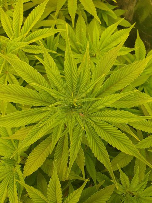 Zillions 💵 - Barney's Farm. Week 9