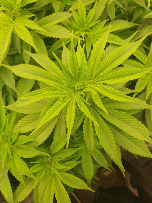 Zillions 💵 - Barney's Farm. Week 9
