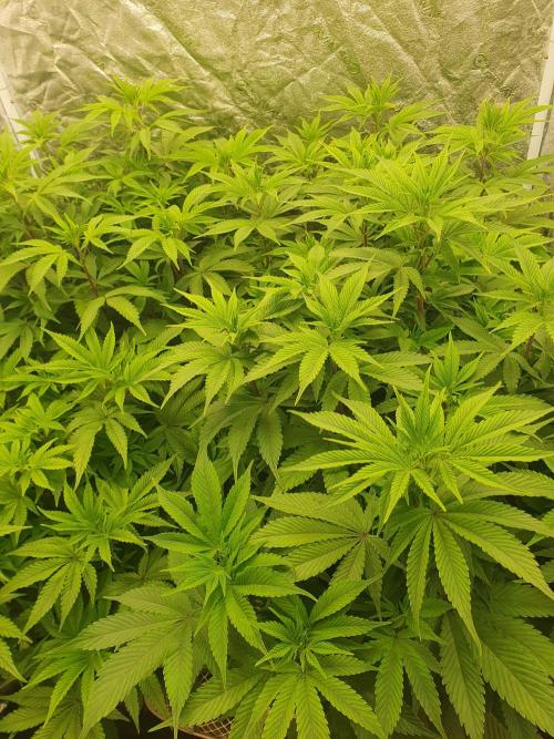Zillions 💵 - Barney's Farm. Week 9